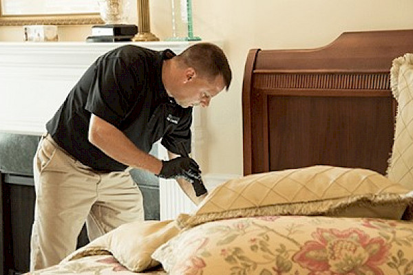 How to get rid of bedbugs?
